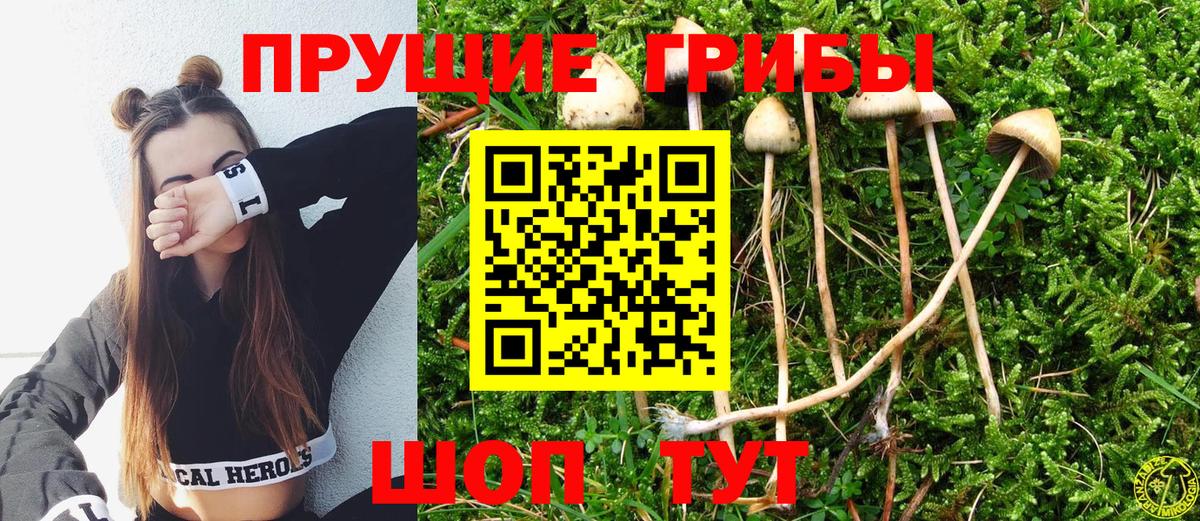 Псилоцибиновые грибы прущие грибы  магазин    Тобольск  Вход с VPN 